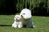 BICHON FRISE 549